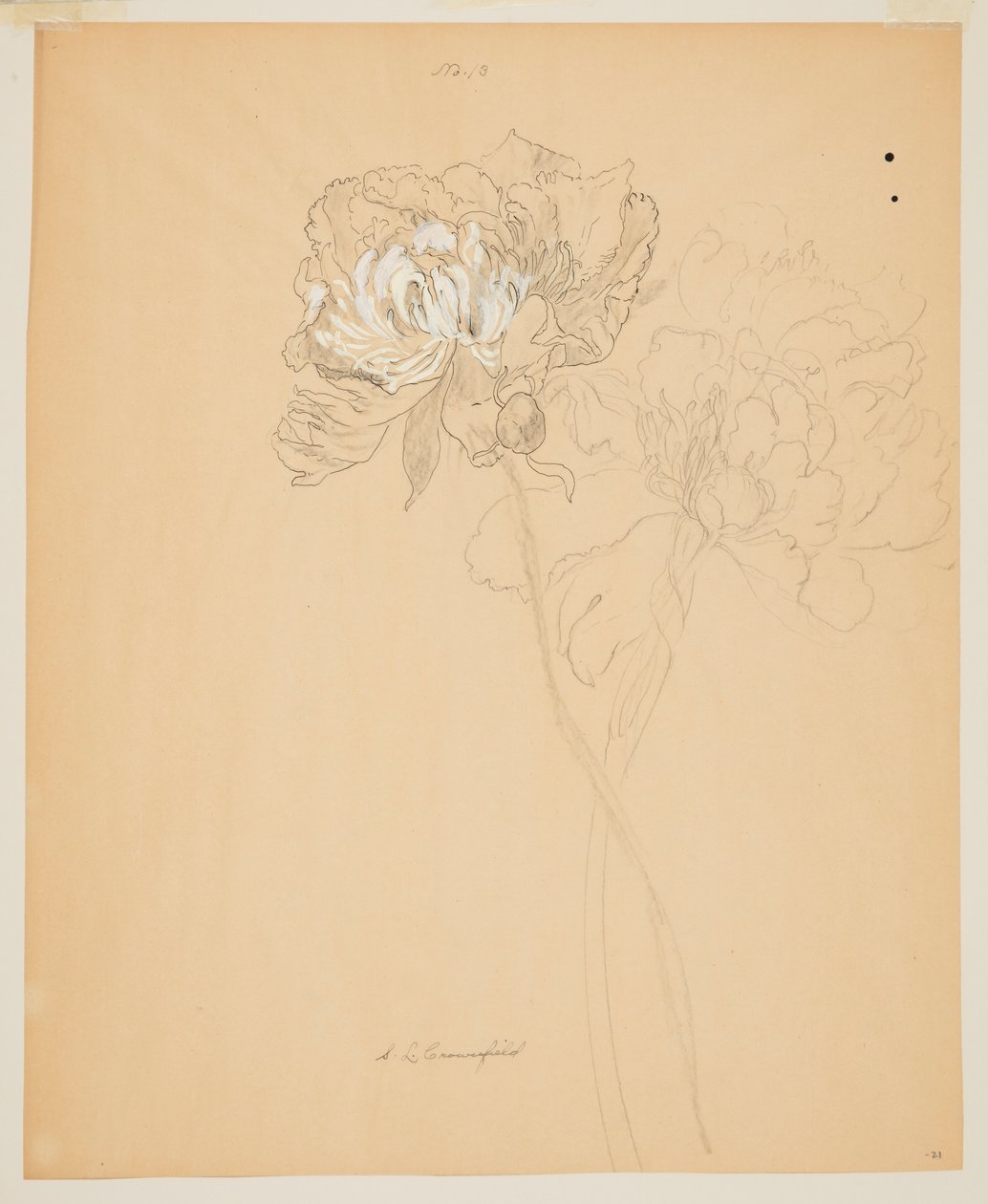 Studio di peonie da Sophia L. Crownfield