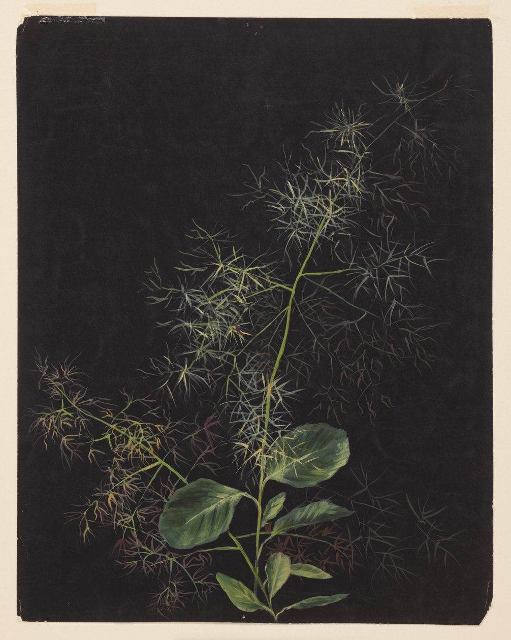 Studio di pianta, possibilmente Deschampsia cespitosa da Sophia L. Crownfield