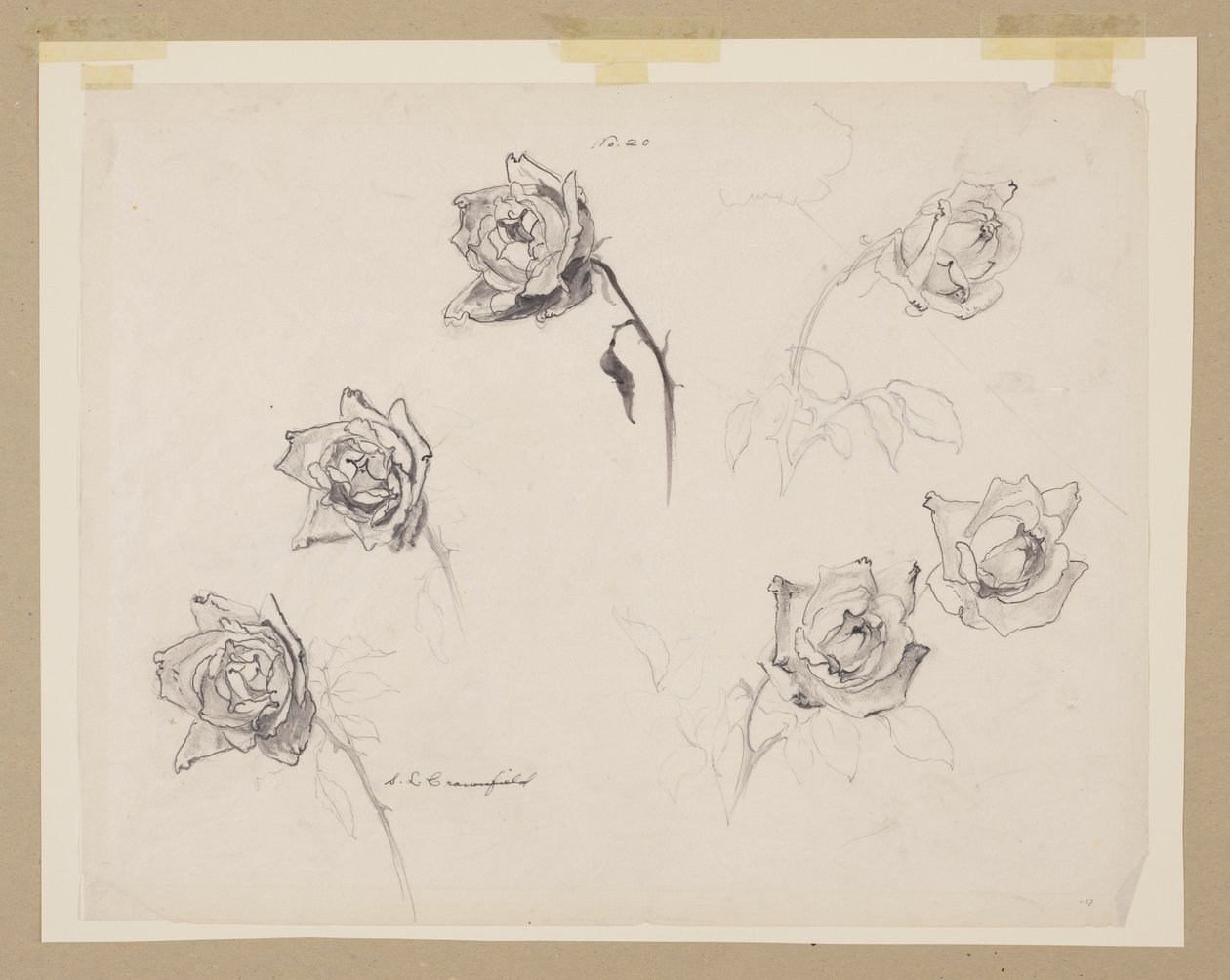 Studio di Rose da Sophia L. Crownfield