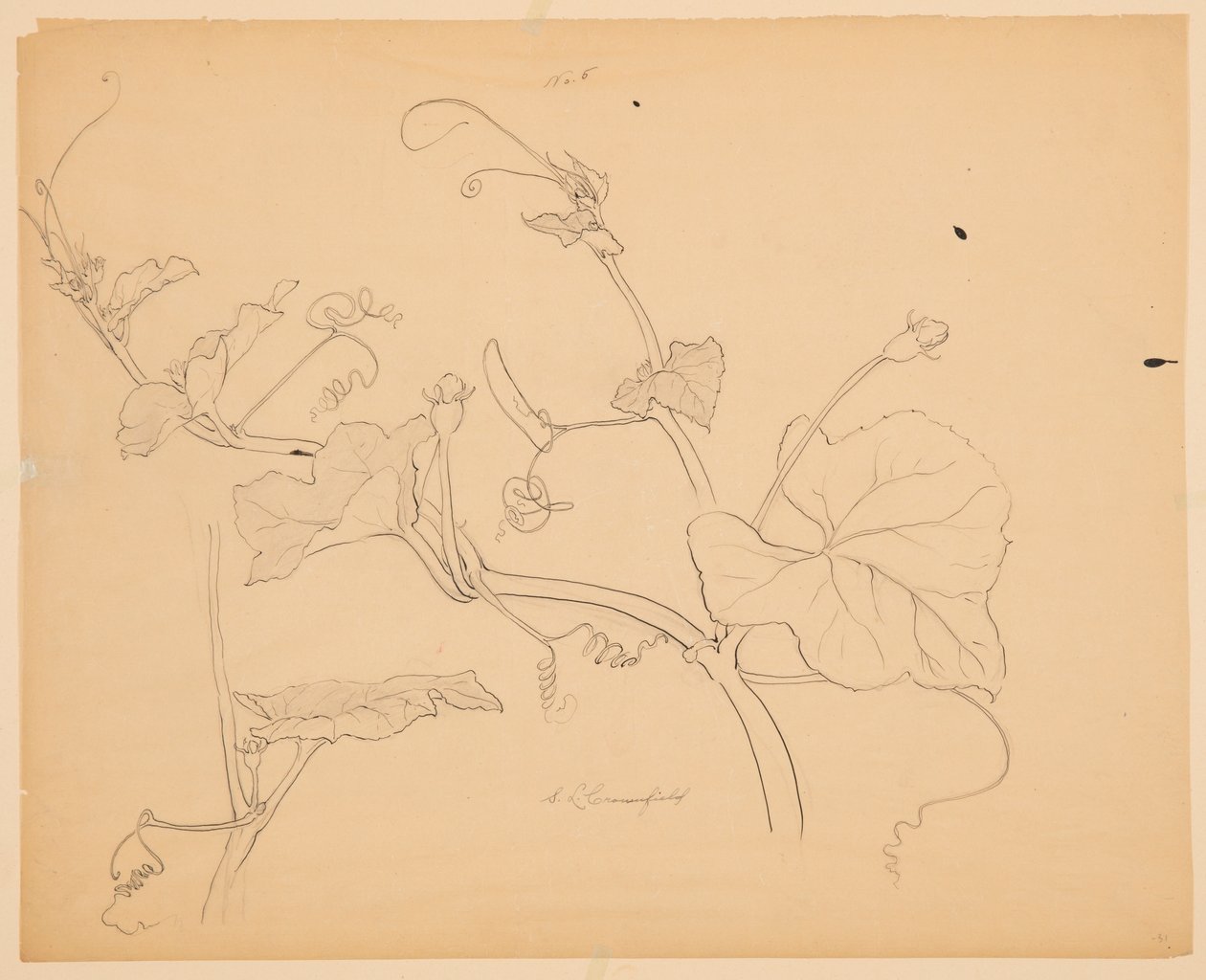 Studio di viti di zucca da Sophia L. Crownfield