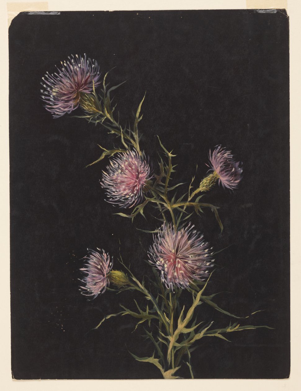 Studio di cardi da Sophia L. Crownfield