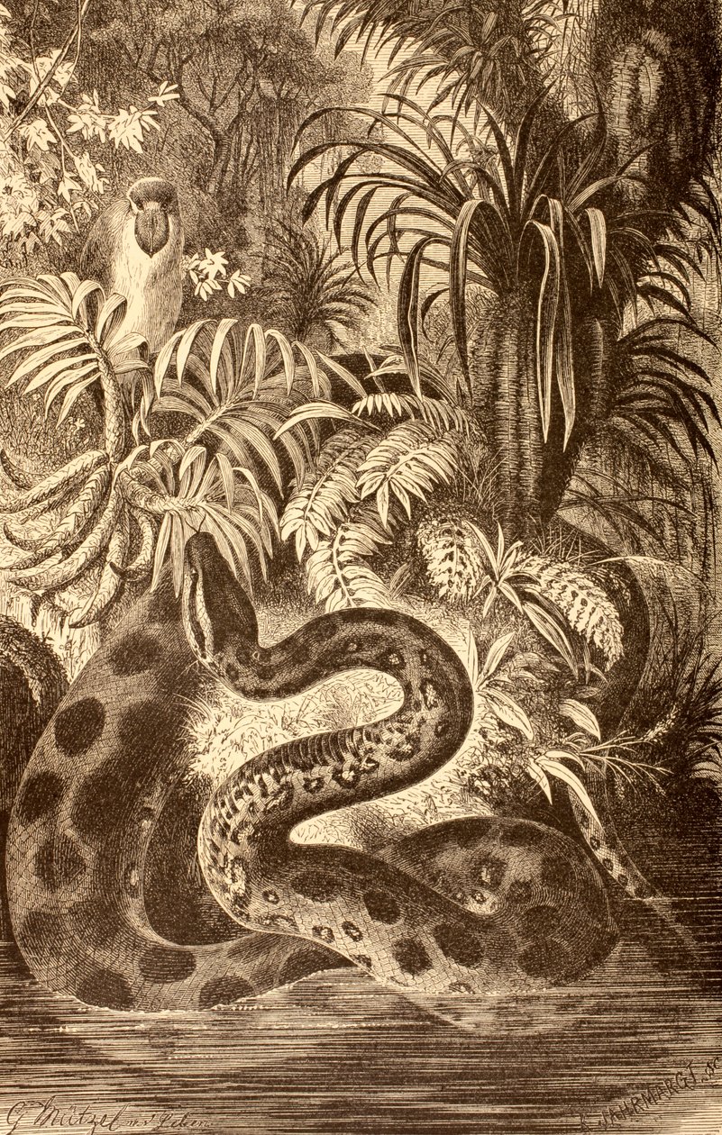 Anaconda in cerca di preda, da 