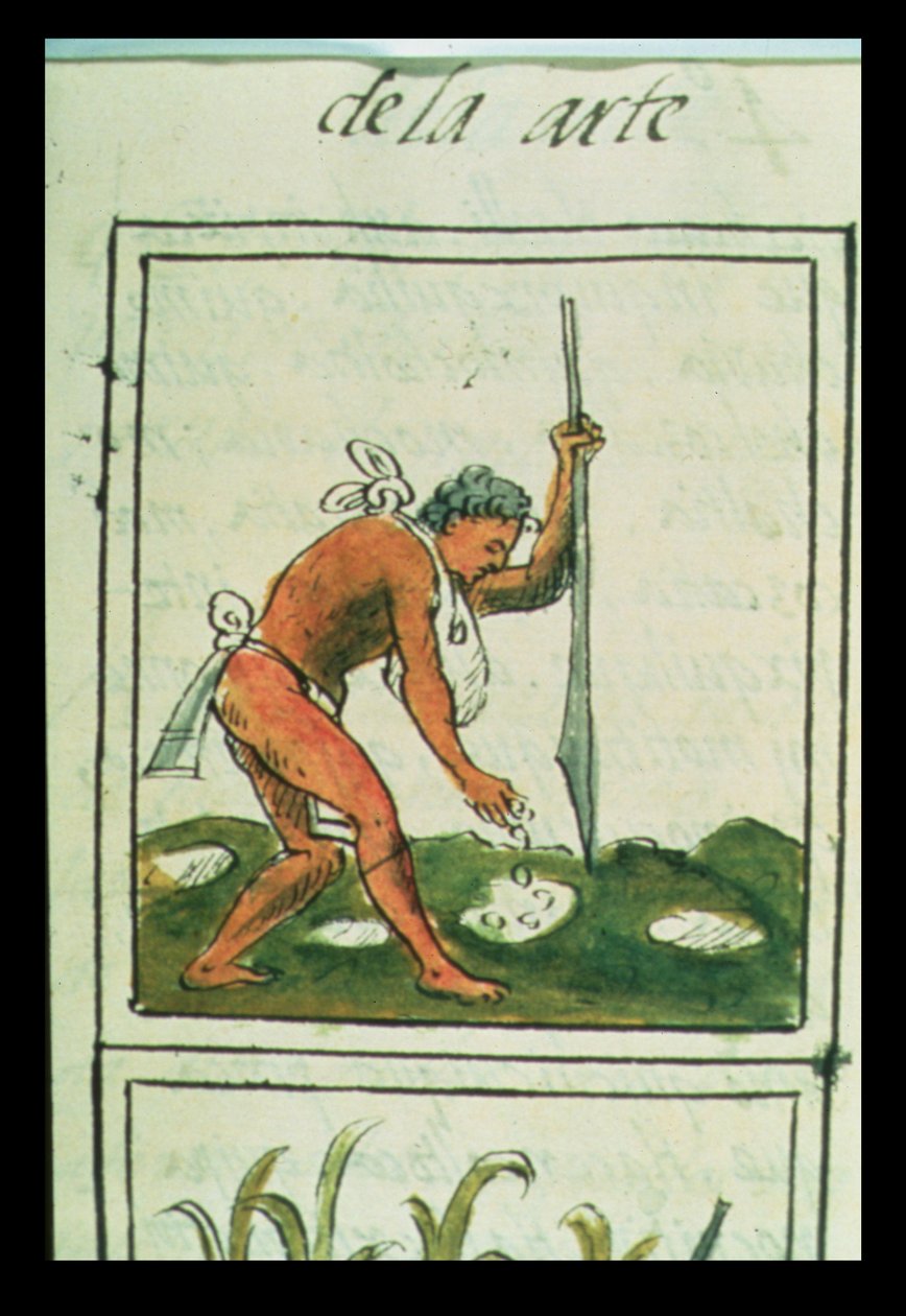 Un uomo azteco che pianta mais, dal 