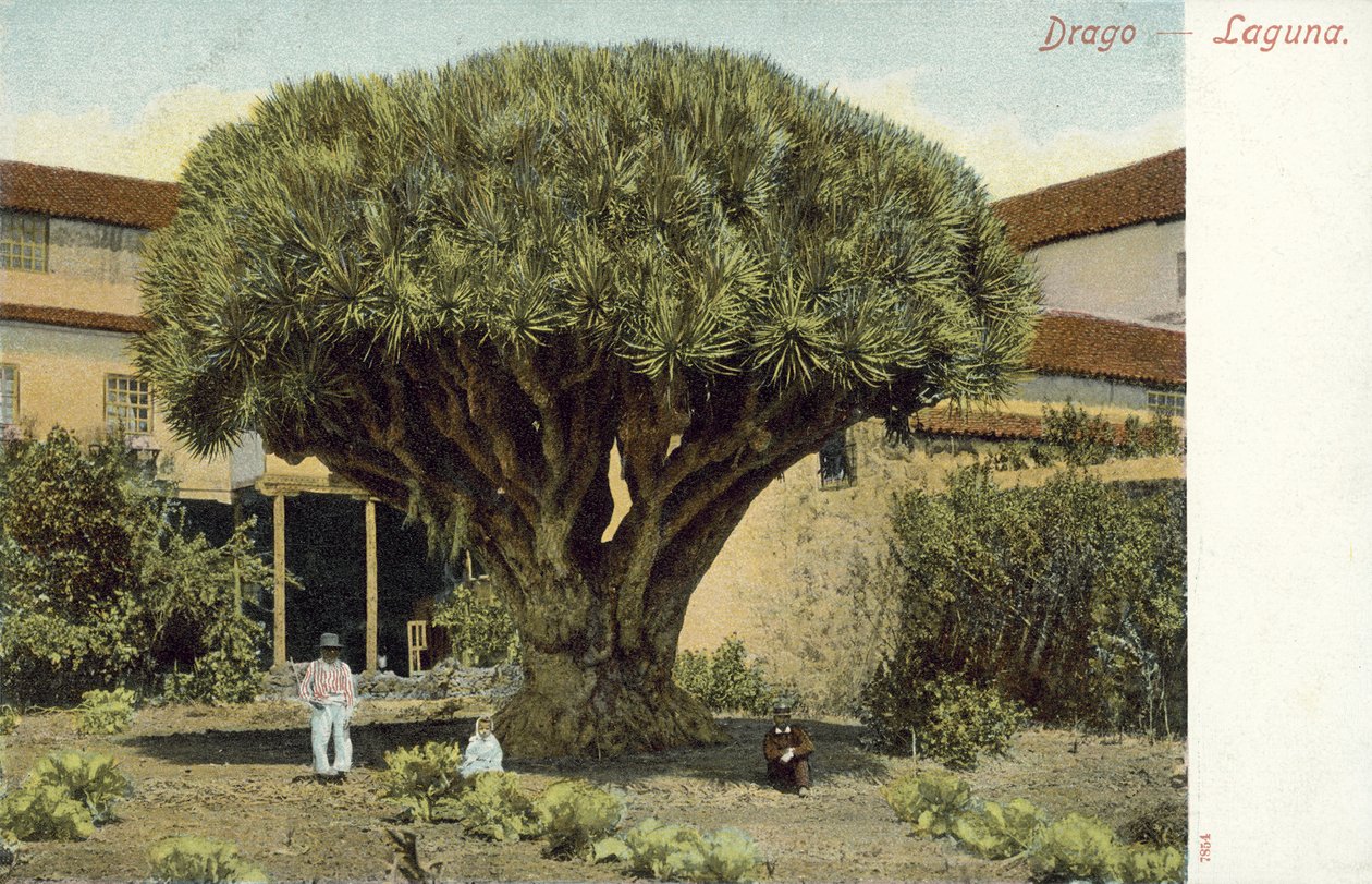 Albero del drago (foto a colori) da Spanish Photographer