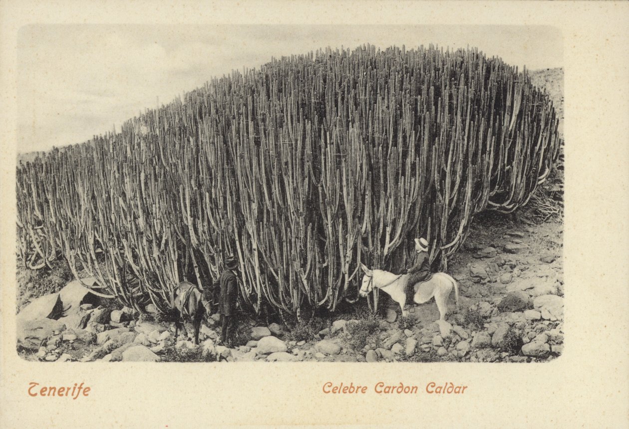 Uomini che osservano il famoso cactus di Cardon a Tenerife (foto b/n) da Spanish Photographer