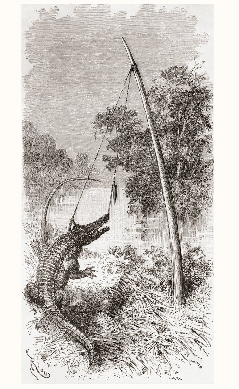 Una trappola per alligatori sul fiume Oyapock o Oiapoque, che forma il confine tra la Guyana Francese e il Brasile da Spanish School