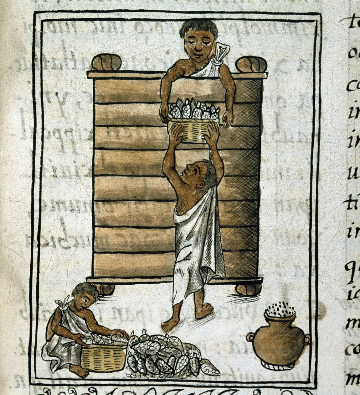Codice della conquista del Messico: Raccolta del mais da Spanish School