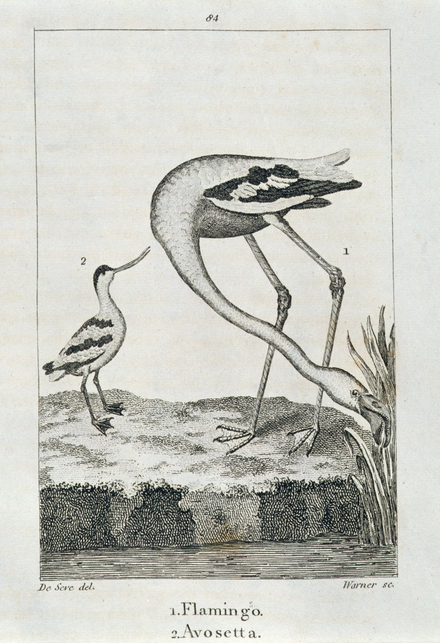Fenicottero e Avosetta, da Una Storia della Terra e della Natura Animata, Londra 1816 da Spanish School