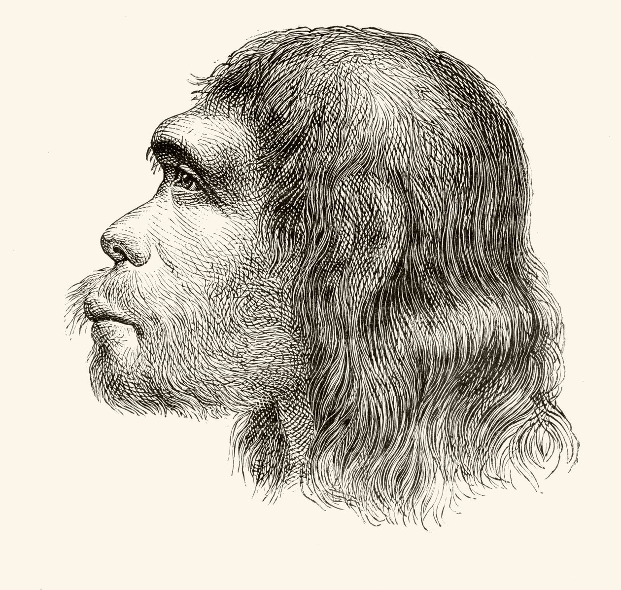 Testa di un Uomo di Neanderthal, da 