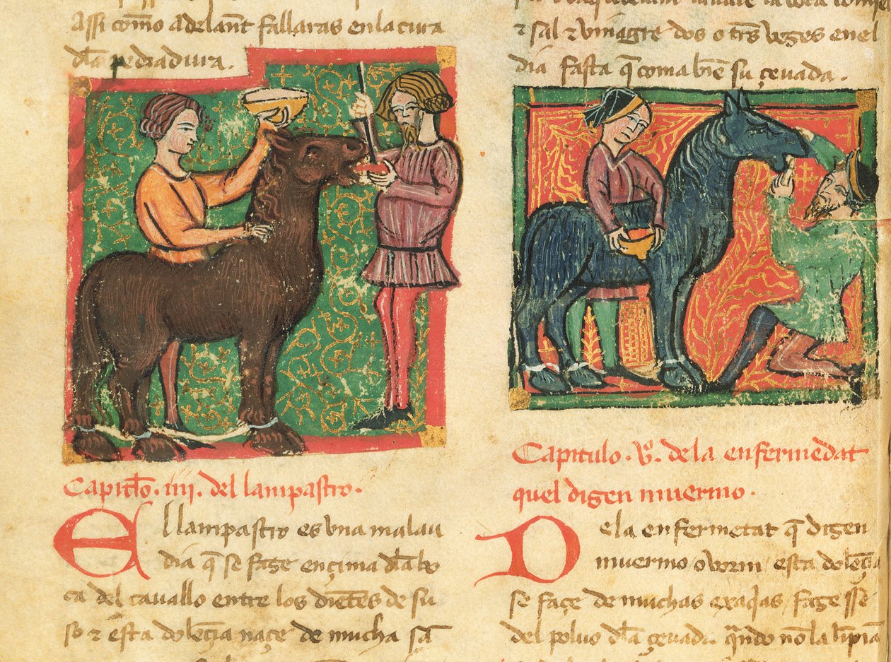 Ms 214 fol.26v Curare la glossite in un cavallo, da Libro de Menescalcia y Albeyteria di Juan Alvarez, c.1390 da Spanish School