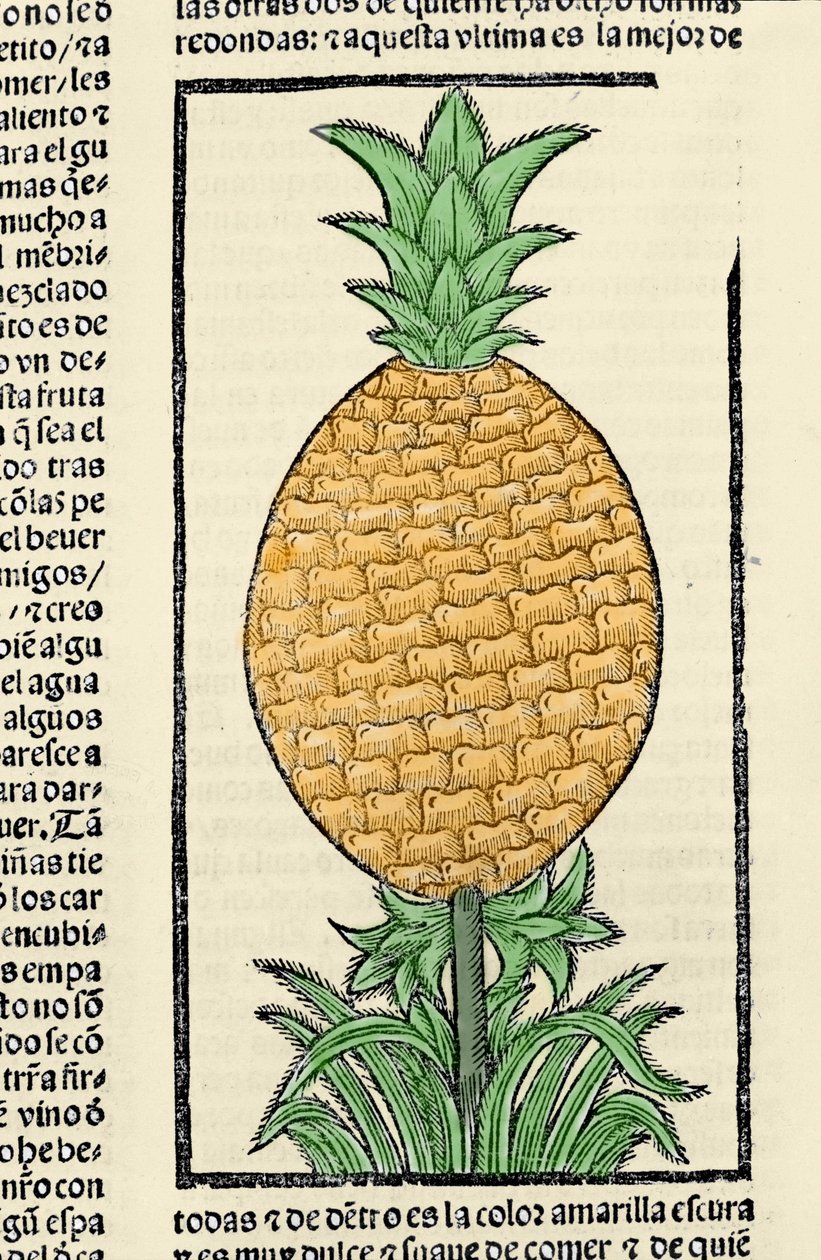 Rappresentazione di un ananas. Incisione dal libro 