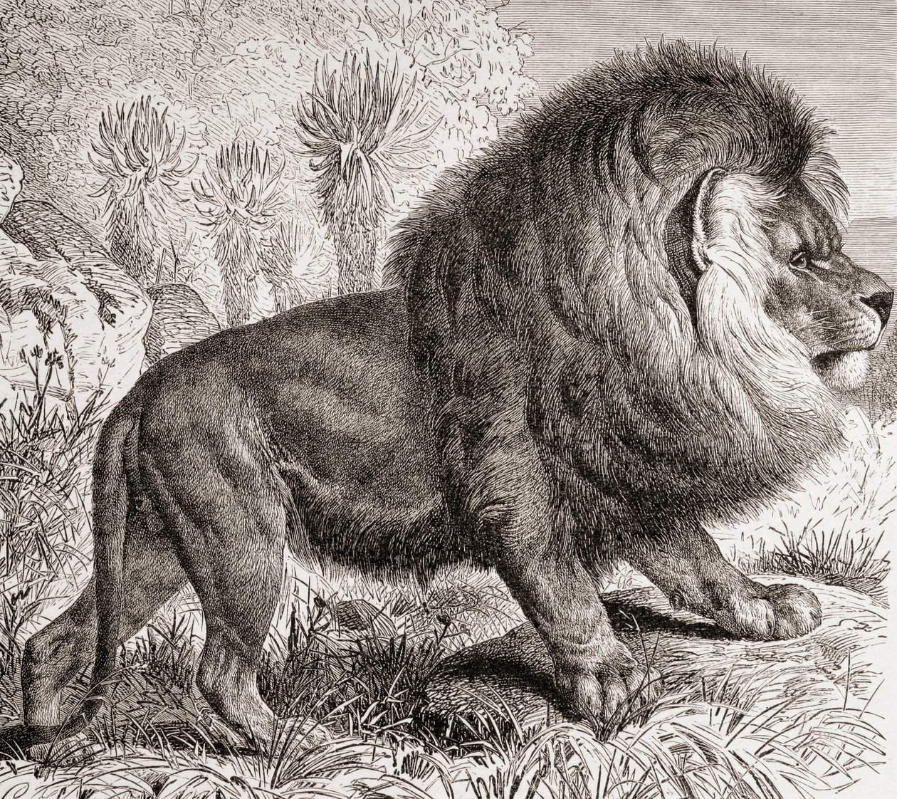 Il Leone del Capo, ora estinto, da 