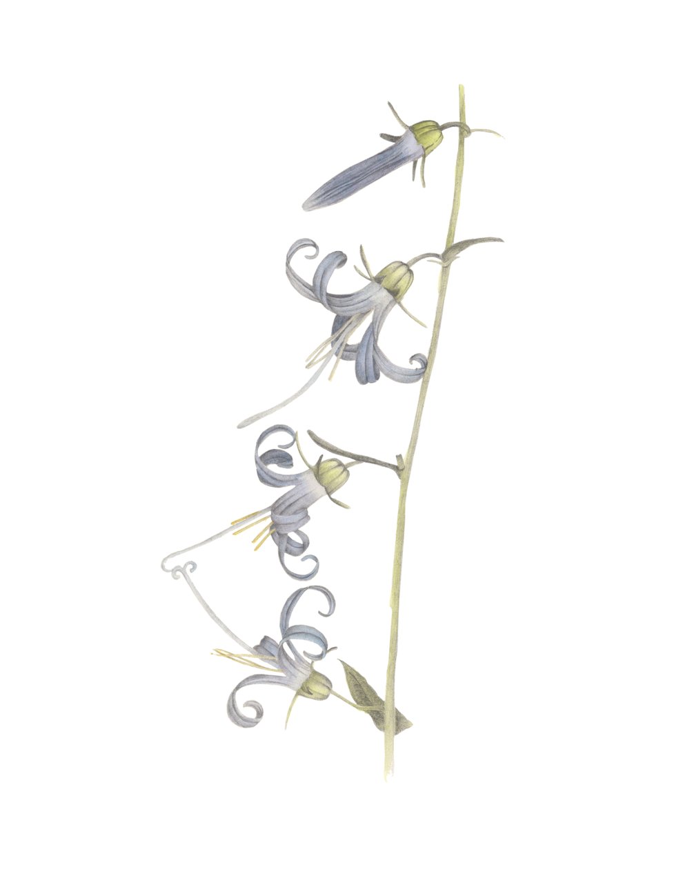 Campanula della California, 2015 da Stacy Hsu