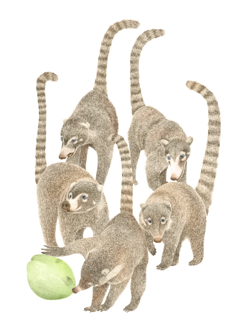 Coati della Costa Rica da Stacy Hsu