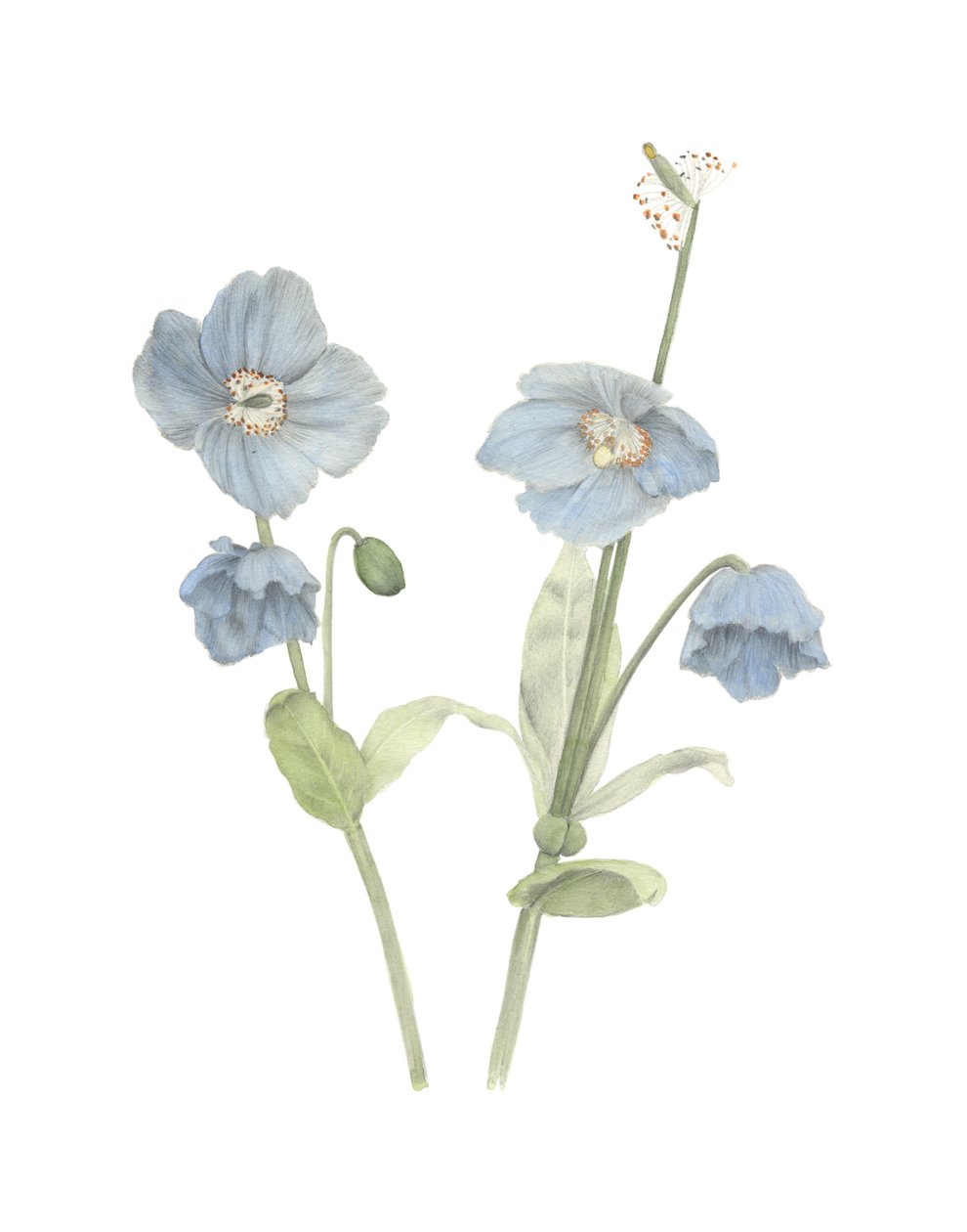 Papavero Blu Himalayano, 2018 da Stacy Hsu