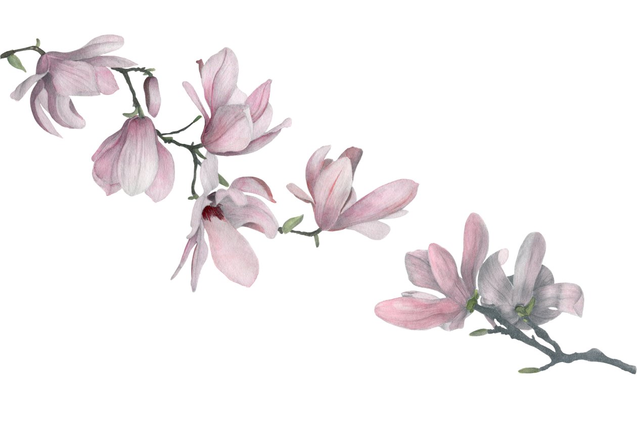 Magnolia da Stacy Hsu