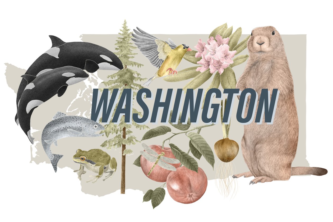 Simboli dello Stato di Washington da Stacy Hsu