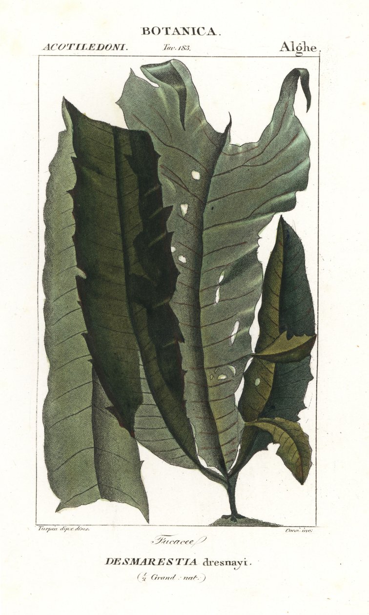 Alga acida o capelli di sirena, Desmarestia dresnayi da Stanghi Stanghi