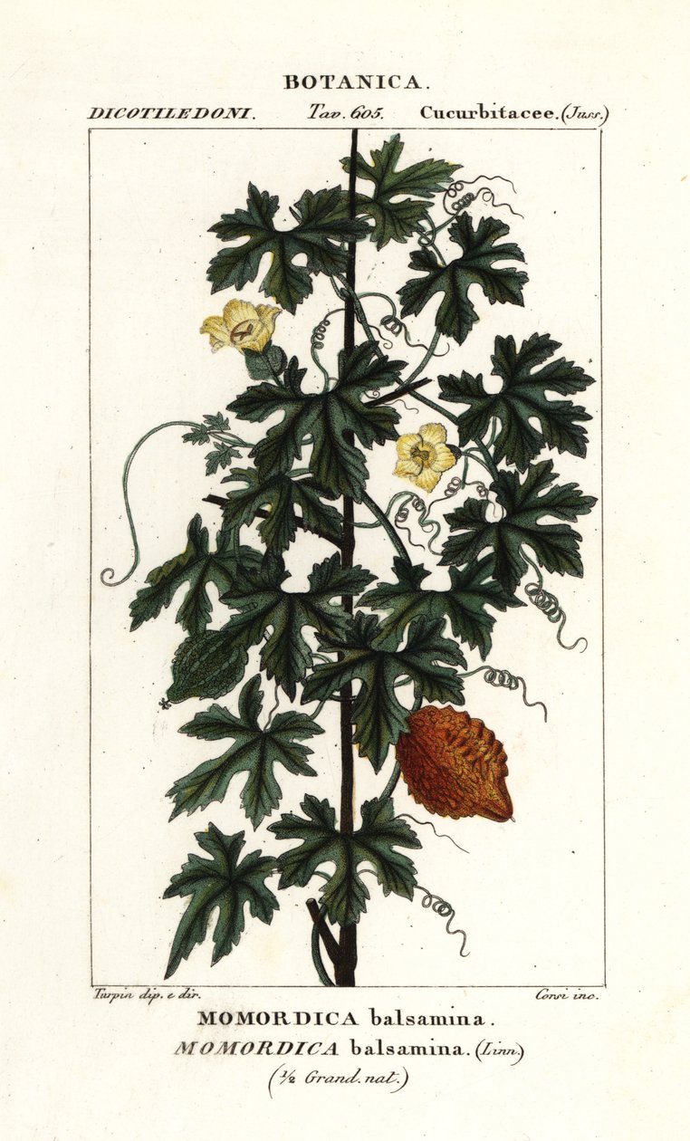 Cetriolo africano, Momordica balsamina da Stanghi Stanghi