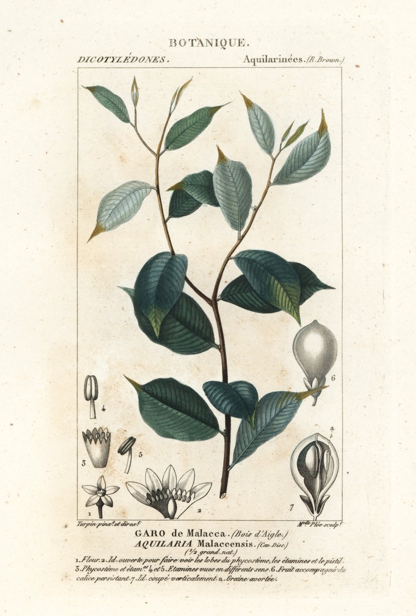 Agarwood, Aqualaria malaccensis Criticamente in pericolo da Stanghi Stanghi