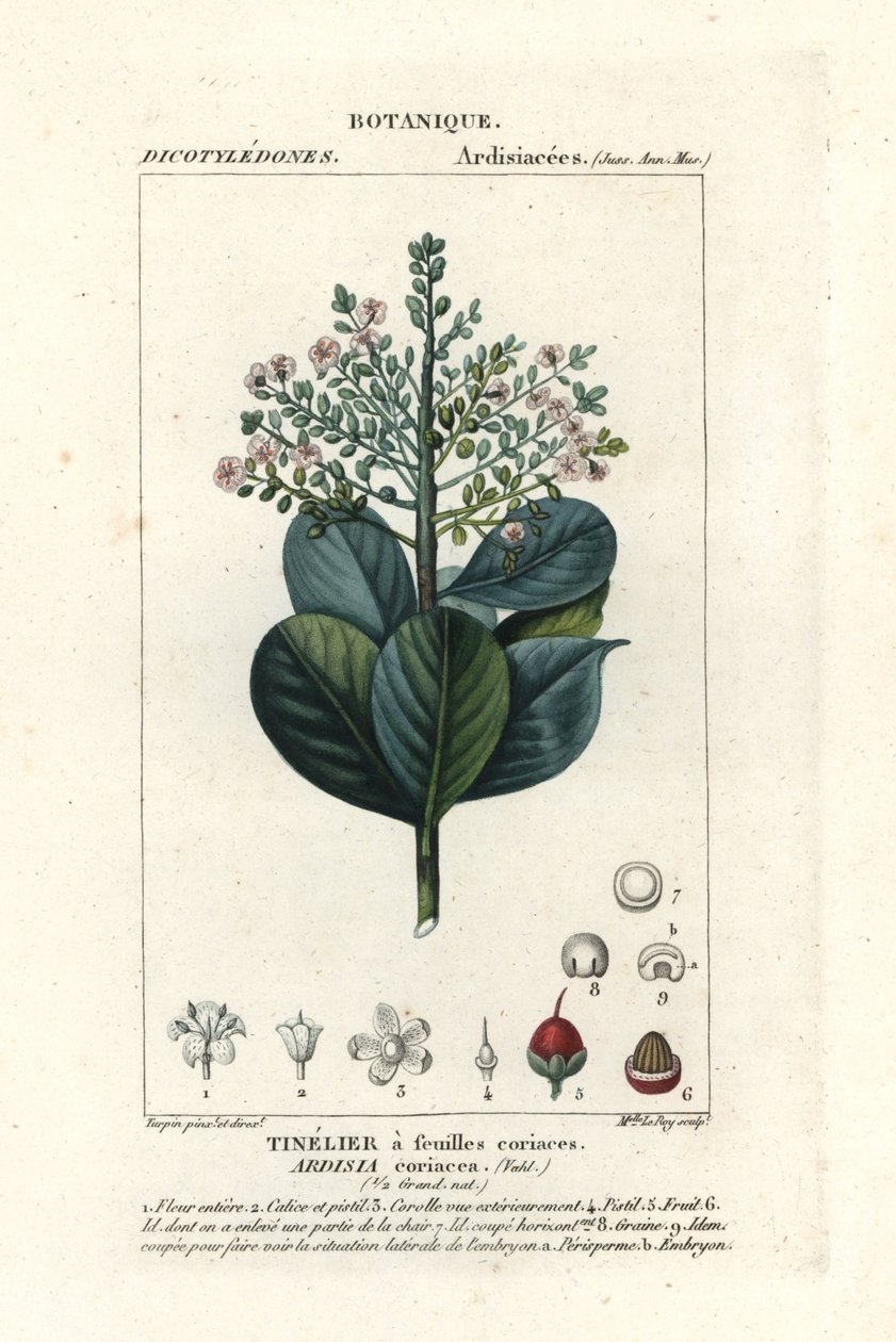 Ardisia coriacea da Stanghi Stanghi