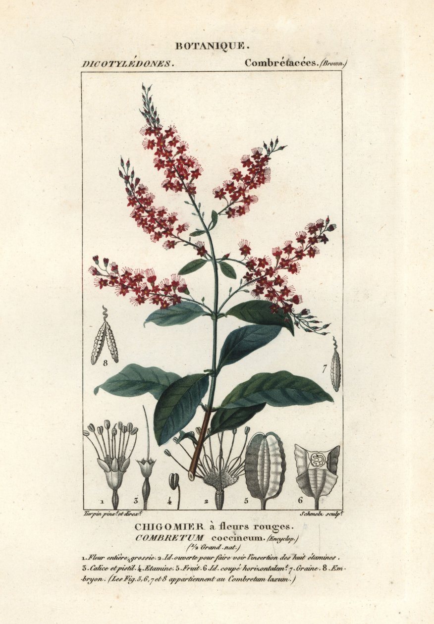 Combretum coccineum da Stanghi Stanghi