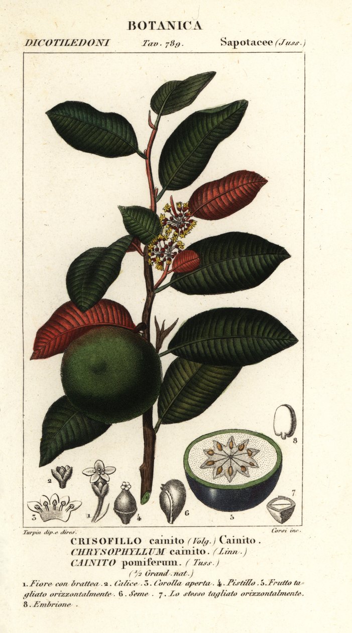 Cainito, Chrysophyllum cainito da Stanghi Stanghi
