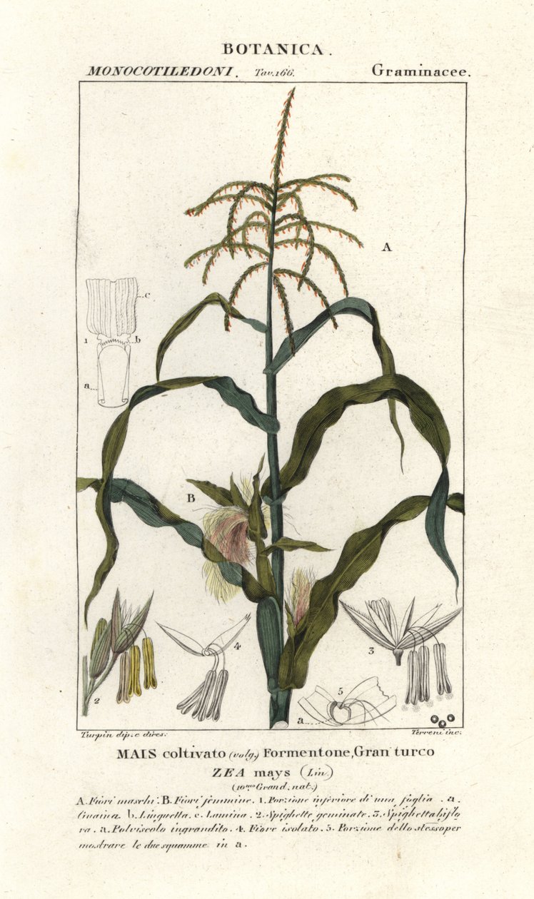 Mais, Zea mays da Stanghi Stanghi