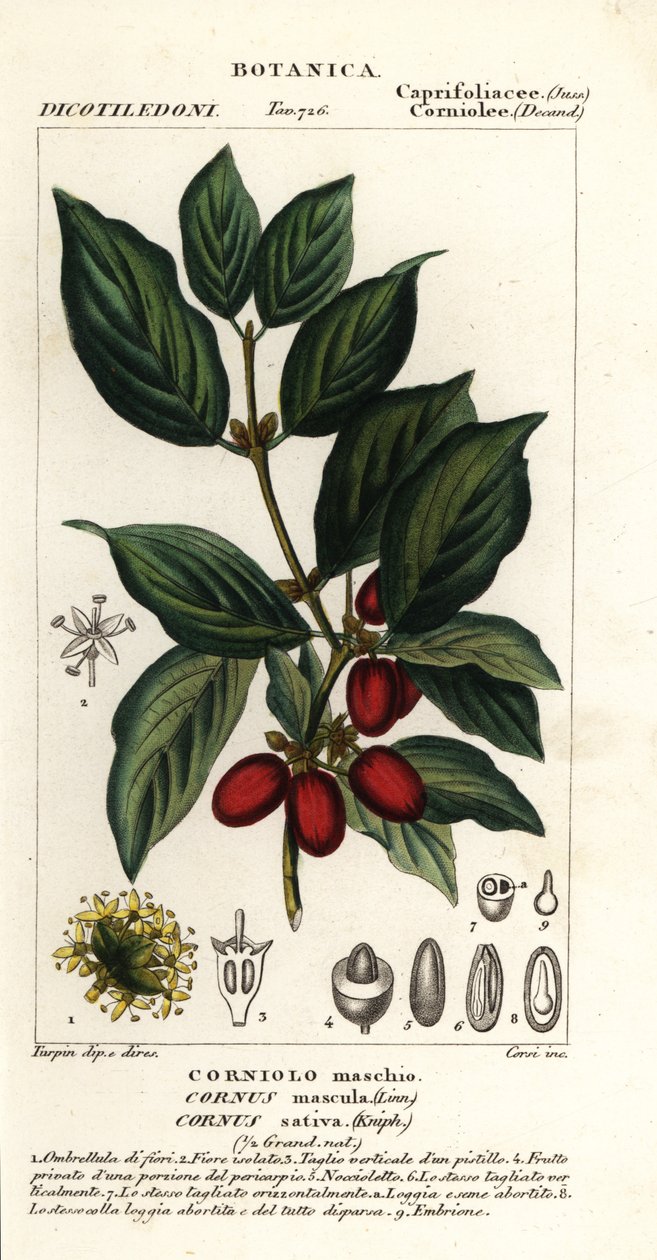 Corniolo maschio, Cornus mas da Stanghi Stanghi