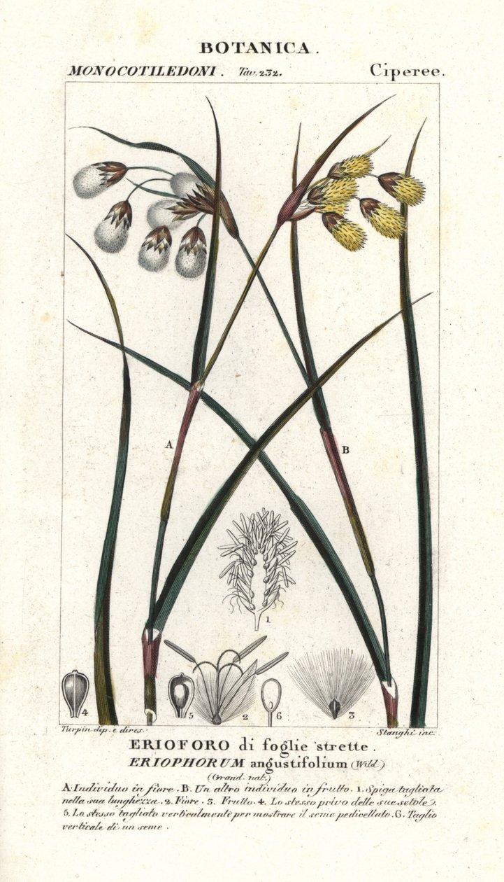 Eriophorum angustifolium da Stanghi Stanghi