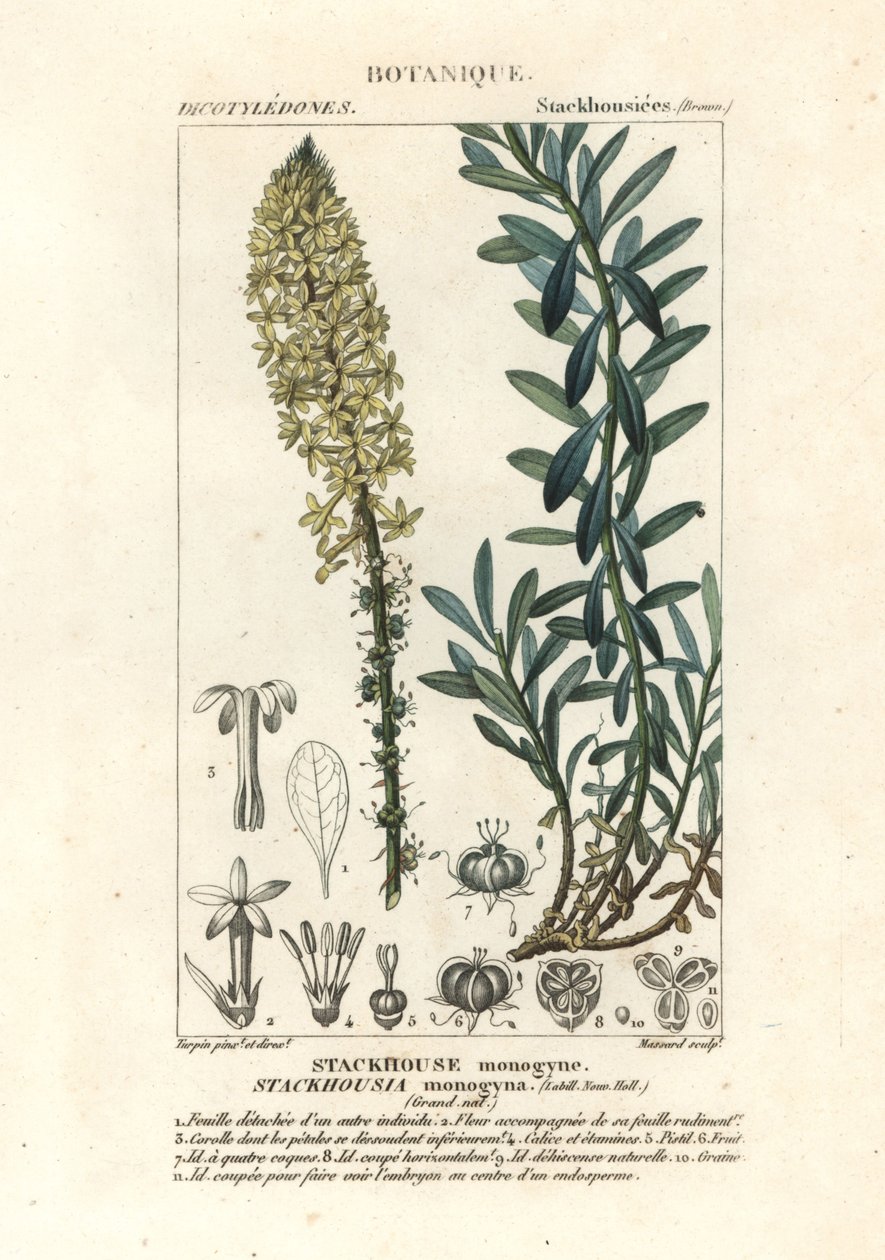 Candele cremose, Stackhousia monogyna da Stanghi Stanghi