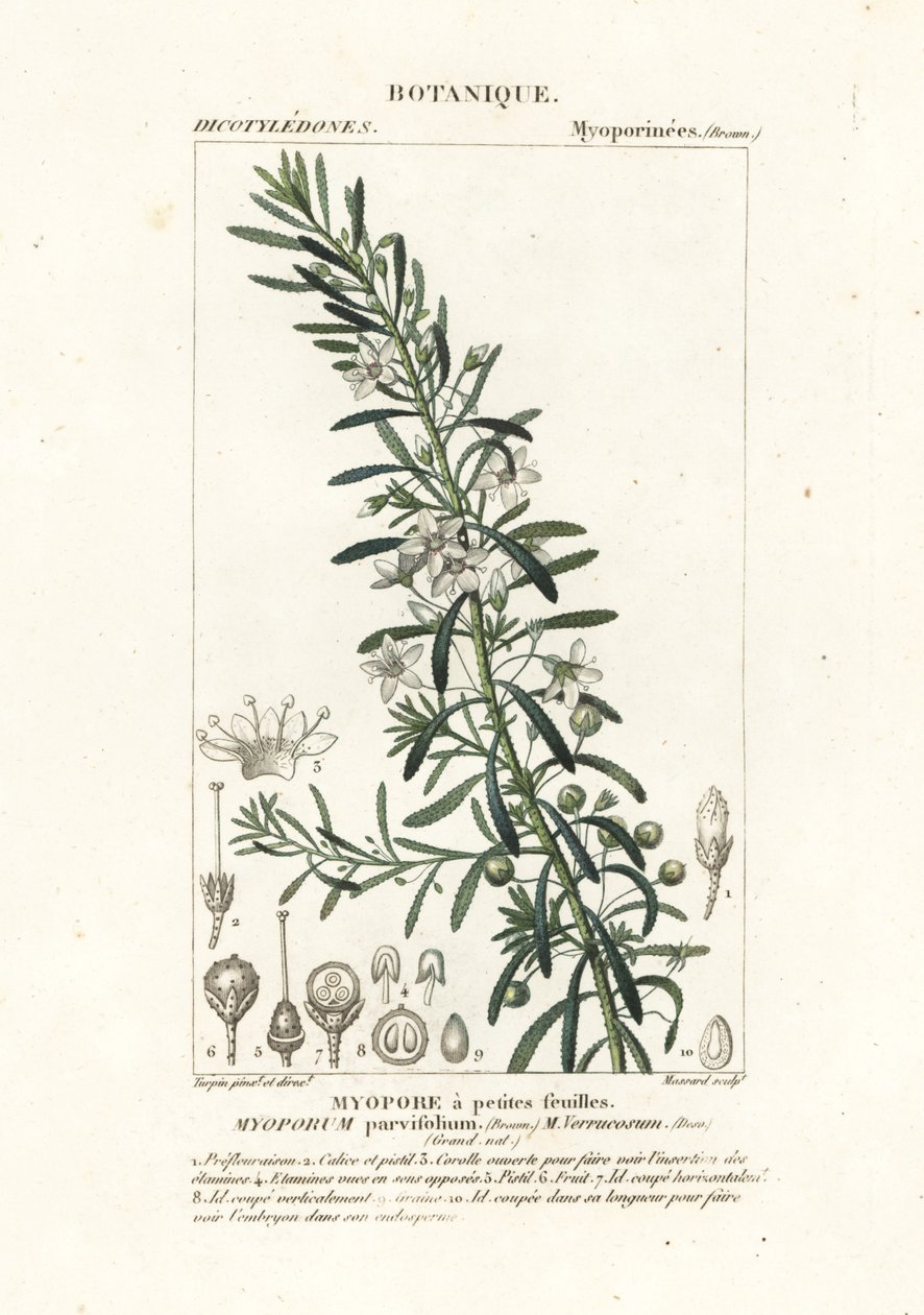 Myoporum parvifolium da Stanghi Stanghi