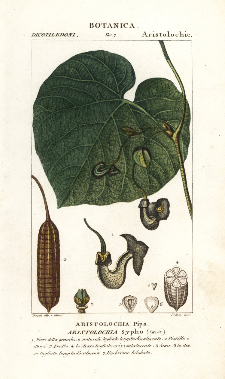 Aristolochia macrophylla da Stanghi Stanghi