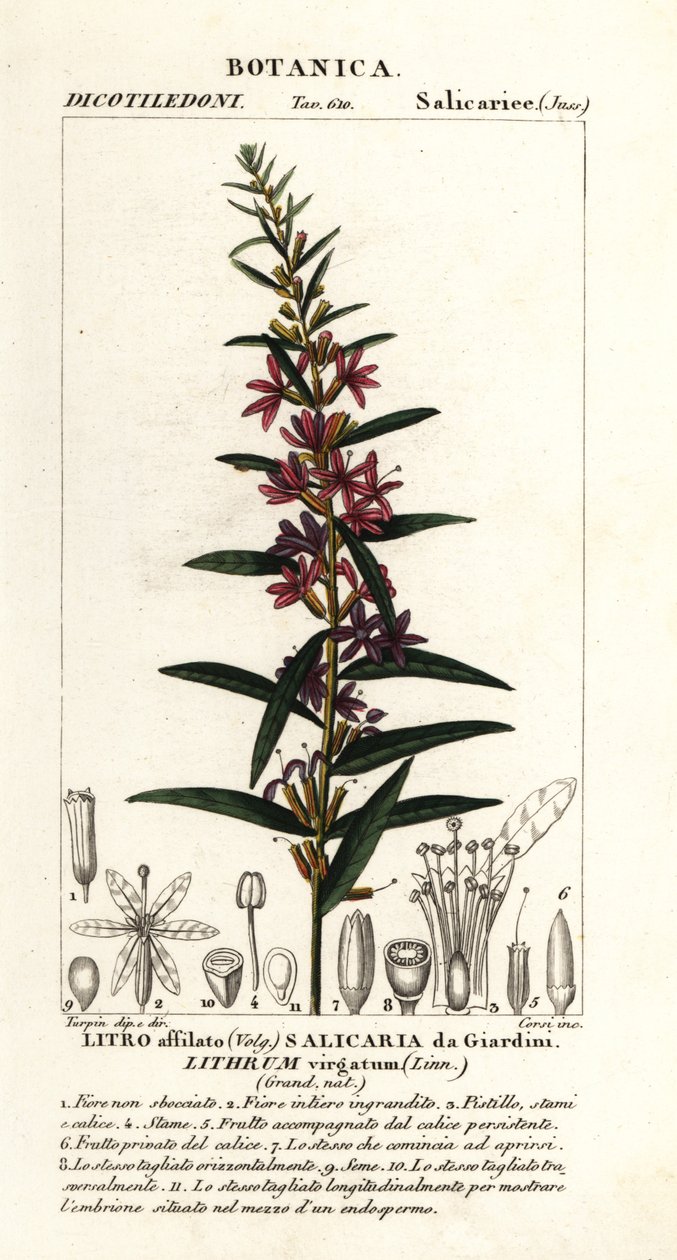 Salcerella europea, Lythrum virgatum da Stanghi Stanghi