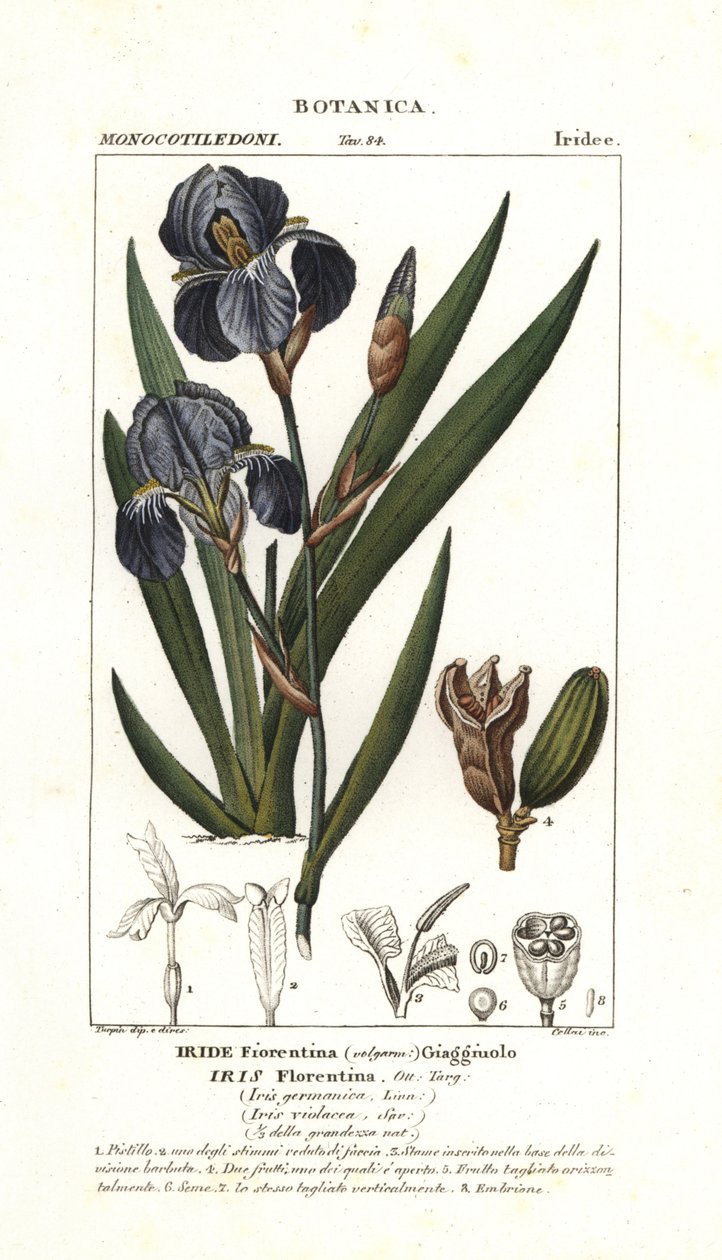 Iris fiorentino, Iris germanica var florentina da Stanghi Stanghi
