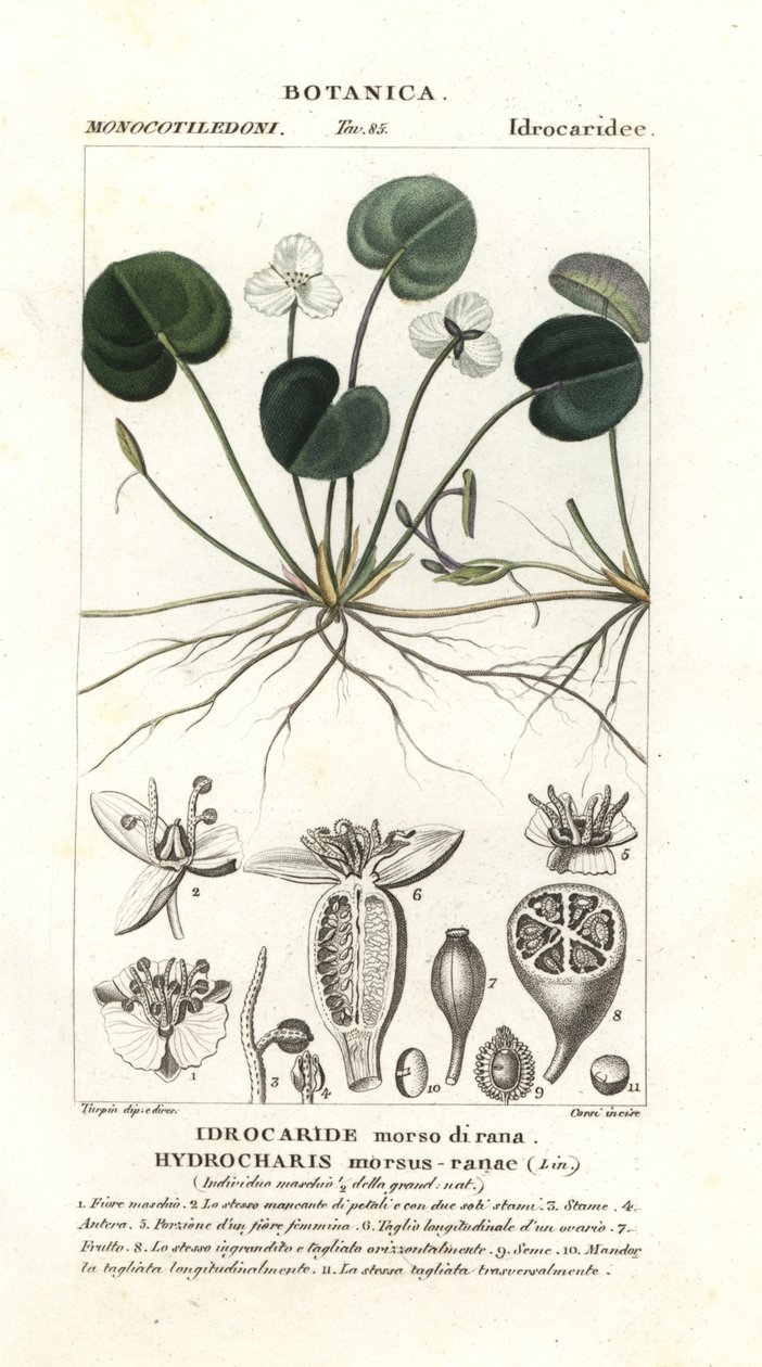 Erba rana, Hydrocharis morsus-ranae da Stanghi Stanghi