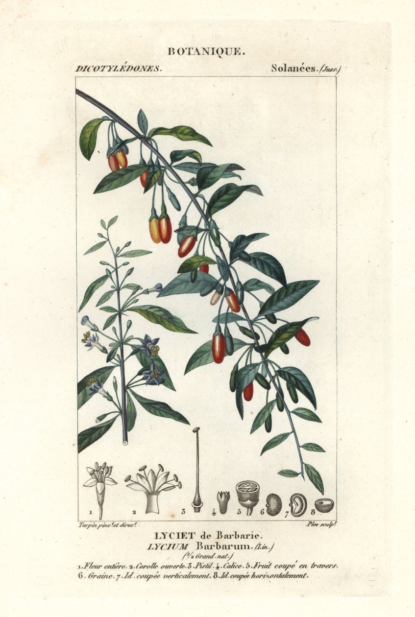 Bacca di goji, Lycium barbarum da Stanghi Stanghi