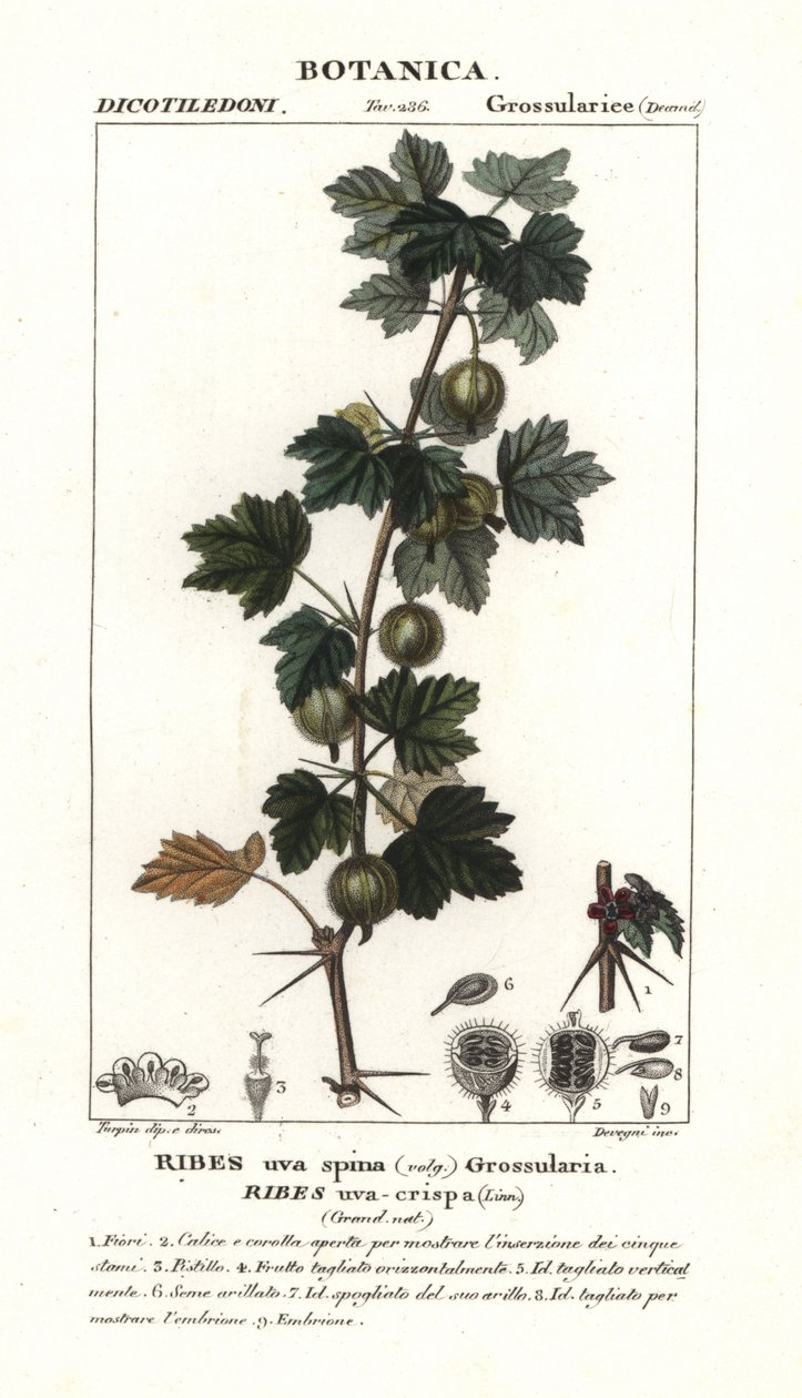 Uva spina, Ribes uva-crispa da Stanghi Stanghi