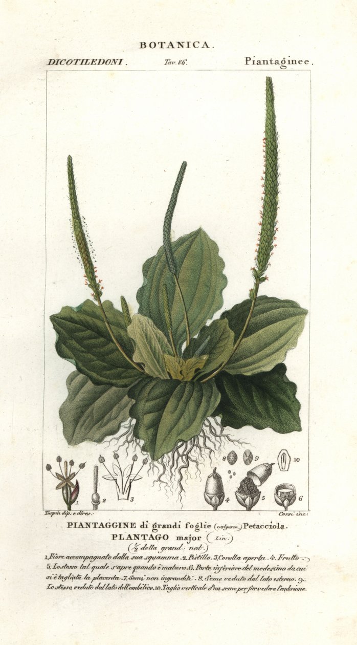 Piantaggine maggiore, Plantago major da Stanghi Stanghi
