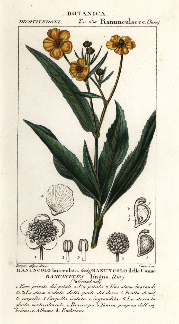 Ranuncolo lingua, Ranunculus lingua da Stanghi Stanghi