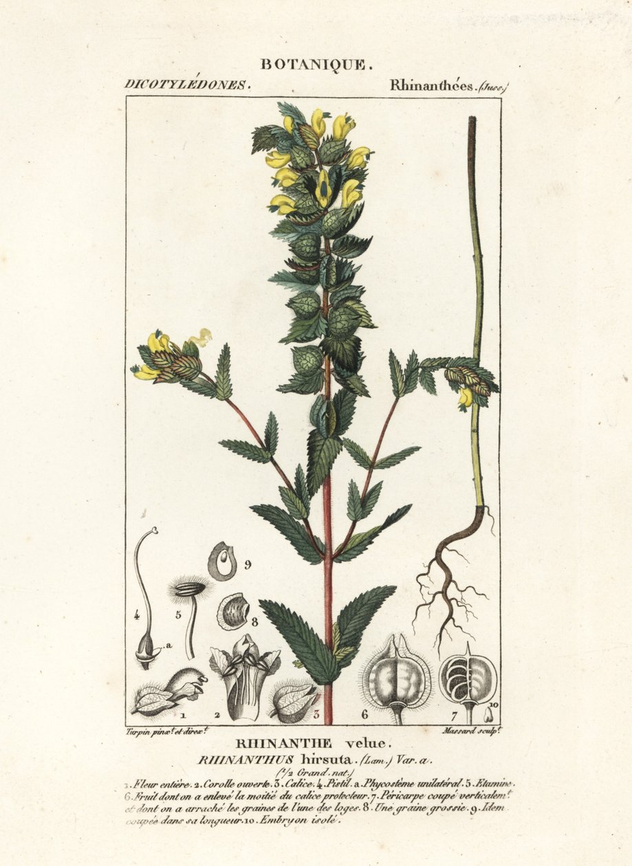 Rhinanthus alectorolophus da Stanghi Stanghi