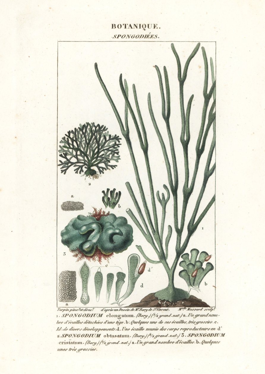 Alghe verdi specie Spongodium da Stanghi Stanghi