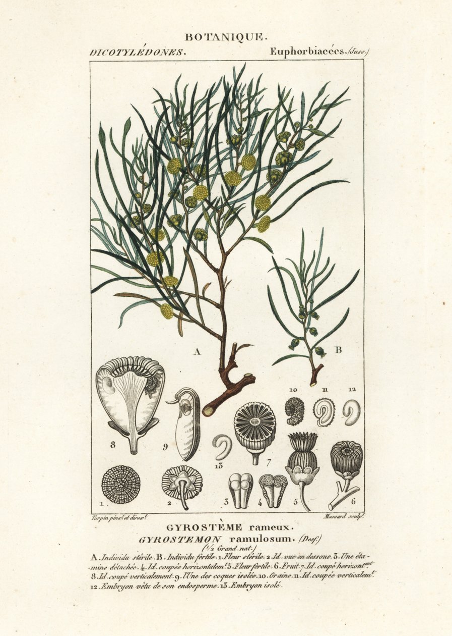 Albero di Gyrostemon ramulosus da Stanghi Stanghi