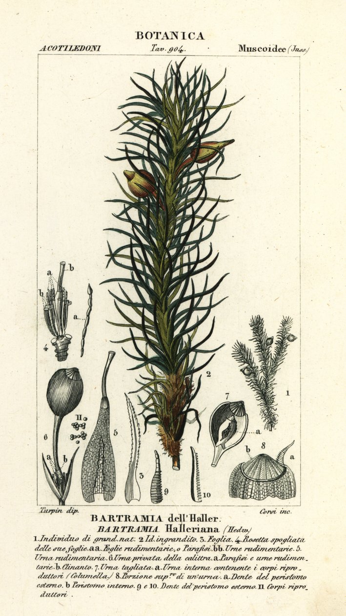 Muschio di mela di Haller, Bartramia halleriana da Stanghi Stanghi