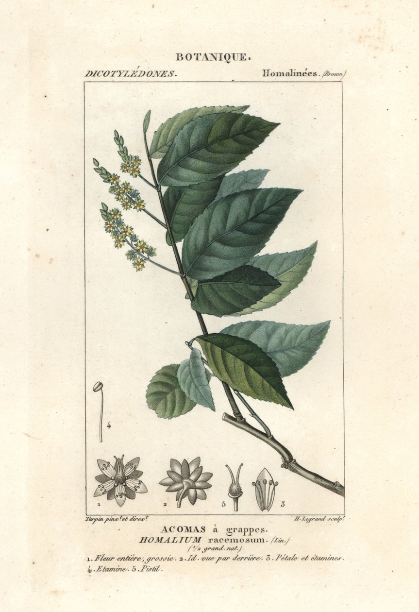 Homalium racemosum da Stanghi Stanghi