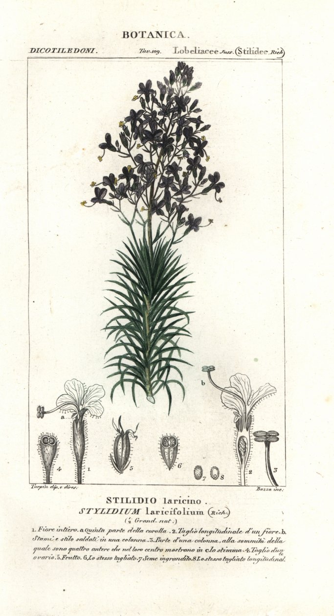 Pianta grilletto a foglia di larice, Stylidium laricifolium da Stanghi Stanghi