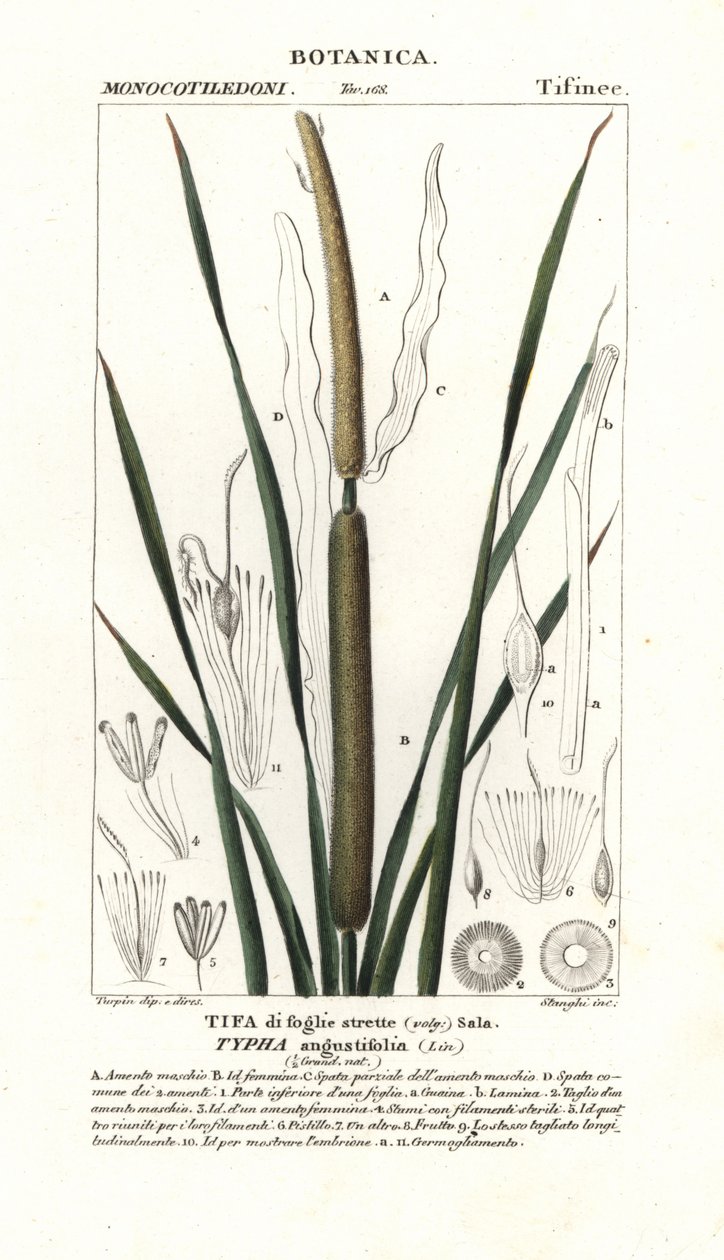 Giunco minore, Typha angustifolia da Stanghi Stanghi