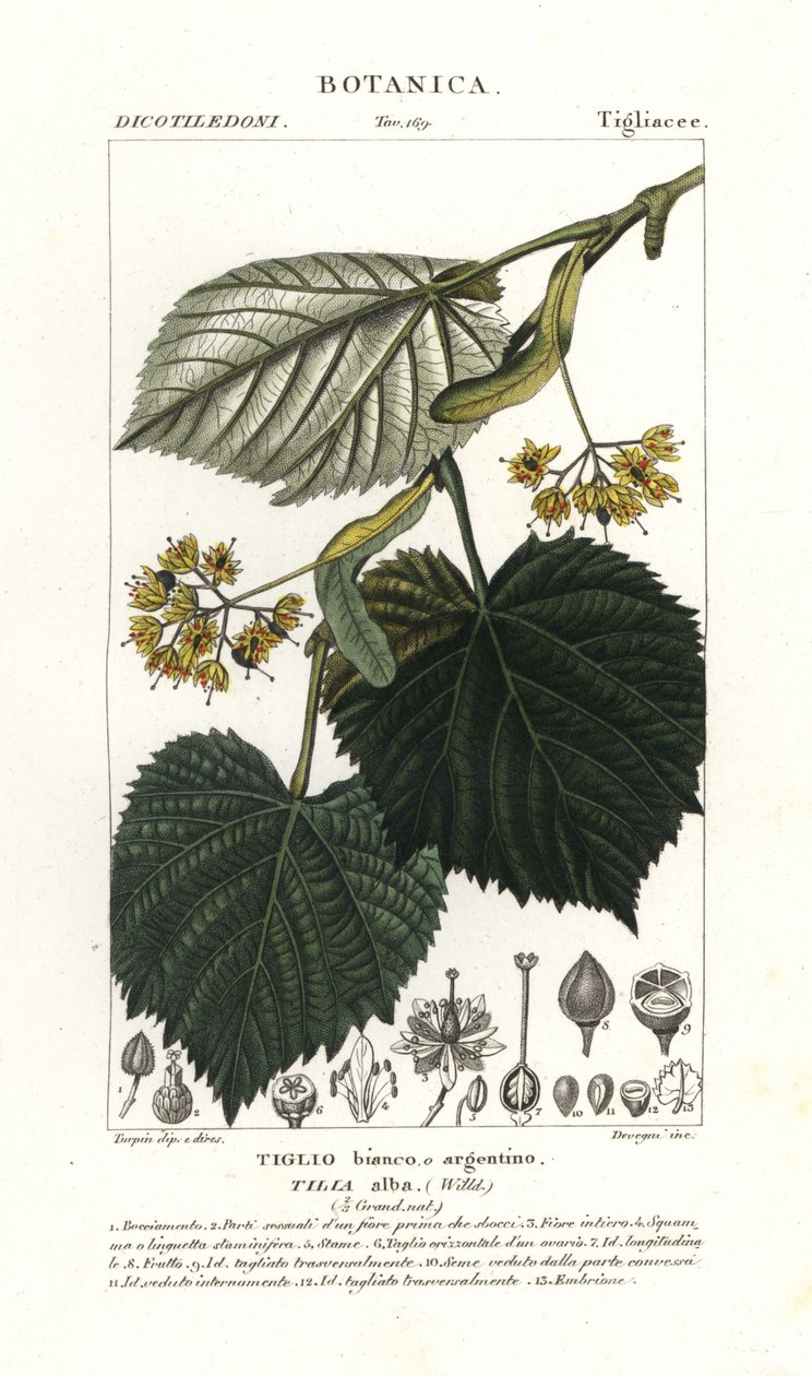 Tiglio o albero di tiglio, Tilia alba da Stanghi Stanghi