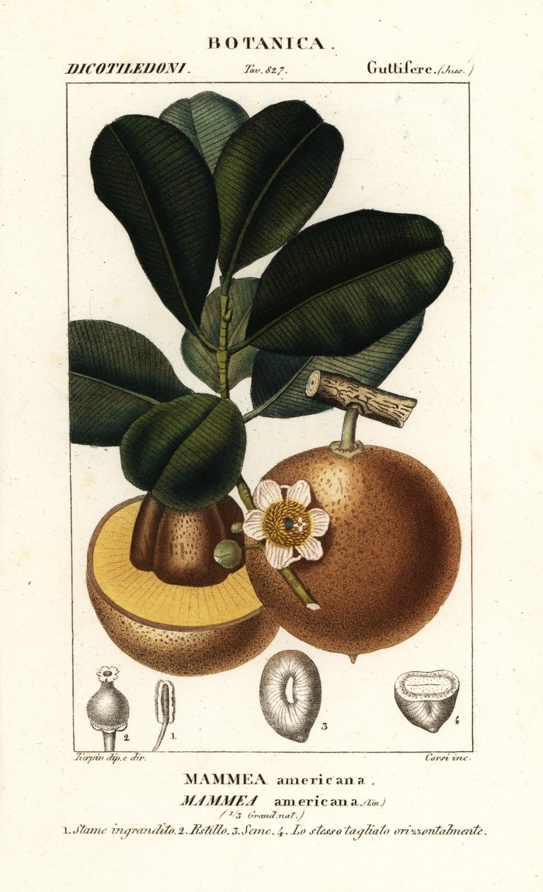Mammea americana da Stanghi Stanghi