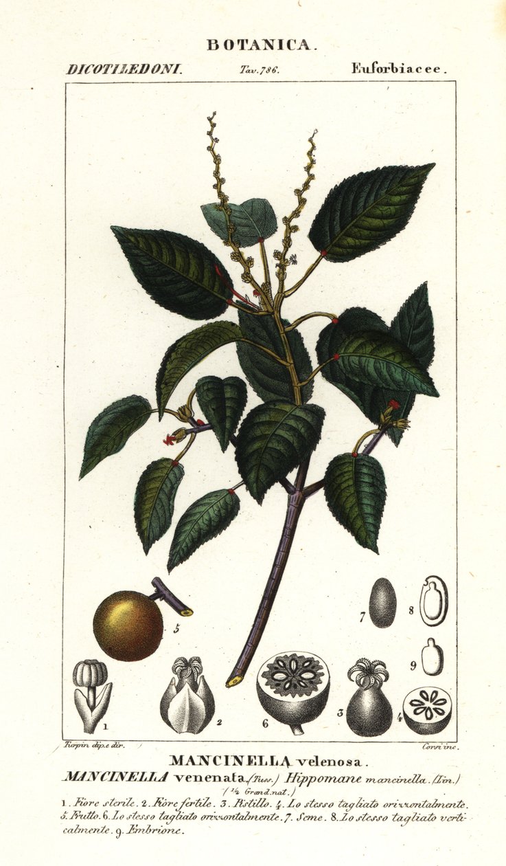 Manchineel o albero di mela da spiaggia, Hippomane mancinella da Stanghi Stanghi